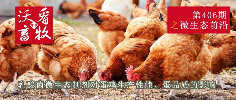 乳酸菌微生态制剂对蛋鸡生产性能、蛋品质的影响 | 微生态前沿