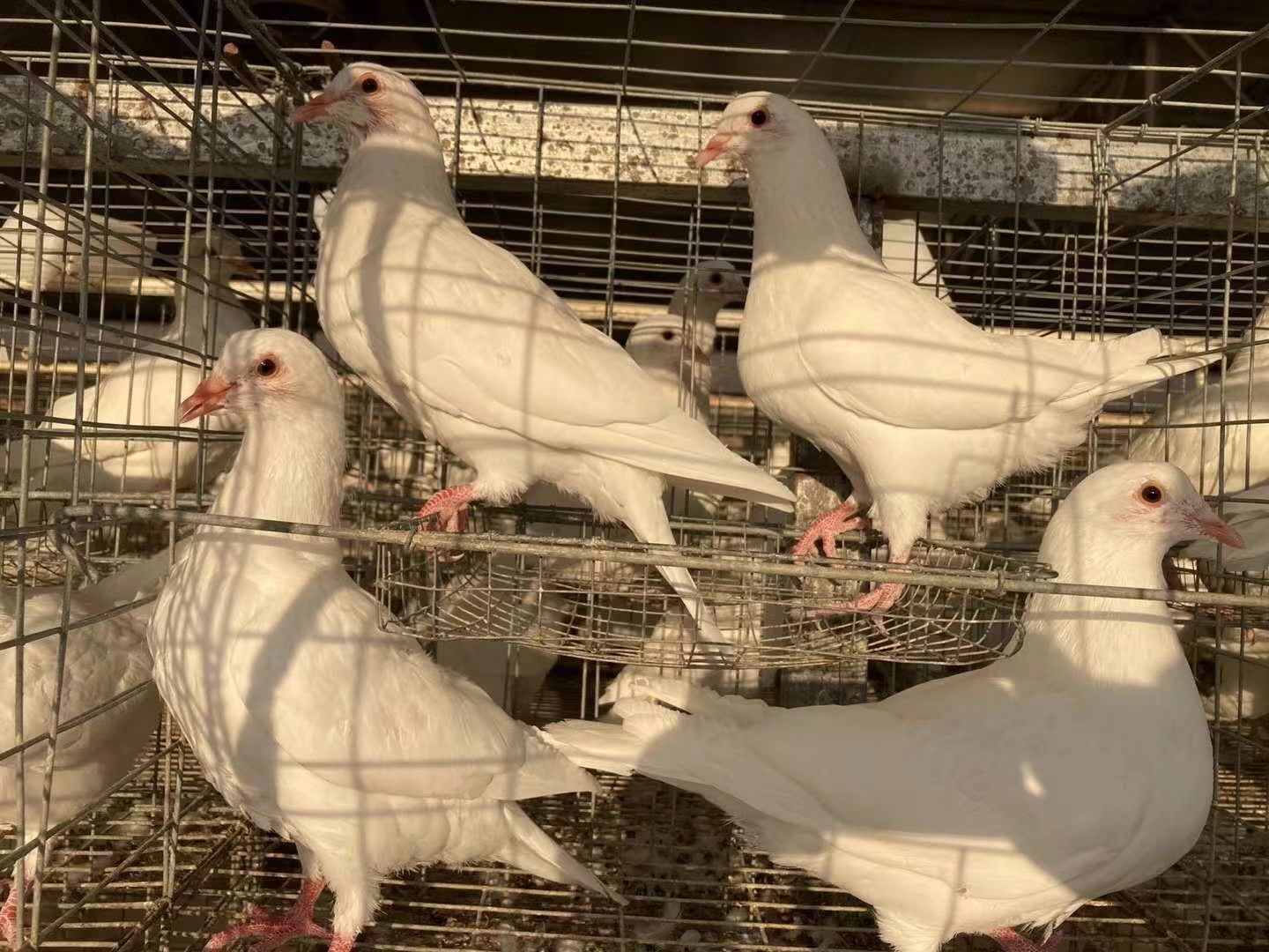 鸽子使用酵母水解物效果